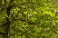 Picture of CALIFORNIA, REDWOODS NP RHODODENDRONS IN FOREST