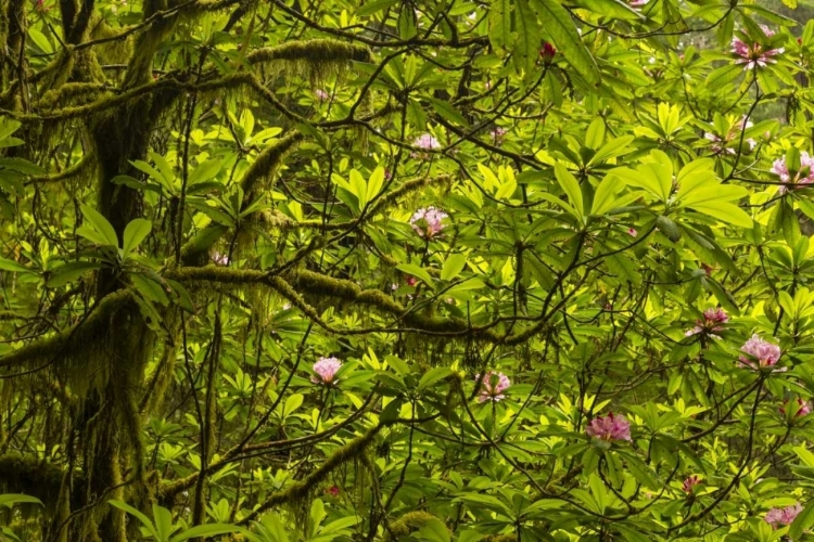 Picture of CALIFORNIA, REDWOODS NP RHODODENDRONS IN FOREST