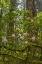 Picture of CALIFORNIA, REDWOODS NP RHODODENDRONS IN FOREST