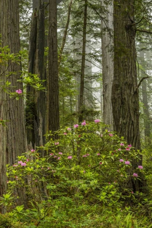 Picture of CALIFORNIA, REDWOODS NP RHODODENDRONS IN FOREST