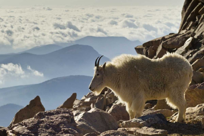 Picture of COLORADO, MOUNT EVANS MOUNTAIN GOAT AND SCENERY