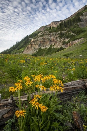 Picture of COLORADO, CRESTED BUTTE WILDFLOWERS AND OLD LOG