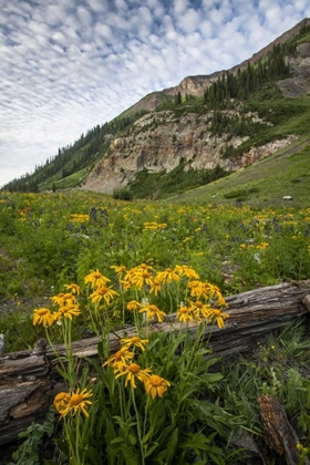 Picture of COLORADO, CRESTED BUTTE WILDFLOWERS AND OLD LOG