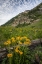 Picture of COLORADO, CRESTED BUTTE WILDFLOWERS AND OLD LOG