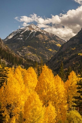 Picture of COLORADO AUTUMN LANDSCAPE IN SAN JUAN MOUNTAINS