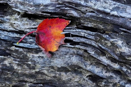 Picture of NEW YORK, ADIRONDACK MOUNTAINS LEAF ON DARK ROCK