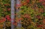Picture of VIRGINIA, GREAT FALLS PARK AUTUMN COLOR ON TREES