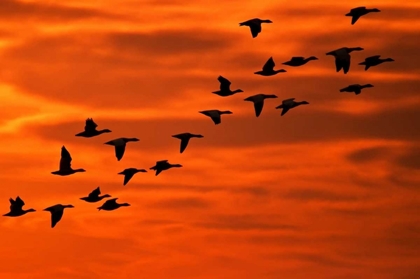 Picture of NJ, CAPE MAY FLYING BIRDS SILHOUETTED AT SUNRISE