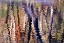 Picture of PA, PHILADELPHIA AUTUMN TREES BY PENNYPACK CREEK