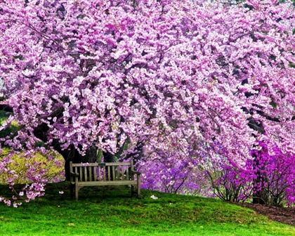 Picture of DELAWARE, WILMINGTON BENCH UNDER CHERRY BLOSSOMS