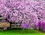 Picture of DELAWARE, WILMINGTON BENCH UNDER CHERRY BLOSSOMS