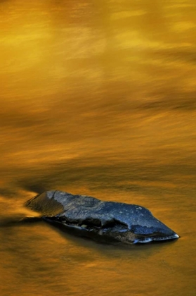 Picture of PA, DINGMANS FERRY, ROCK IN AUTUMN-COLORED STREAM