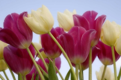 Picture of DETAIL OF TULIPS