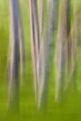 Picture of ALDER TREE ABSTRACT