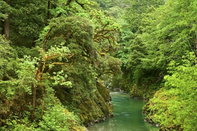 Picture of USA, OREGON, ELK RIVER