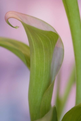 Picture of CLOSE-UP OF CALLA LILY