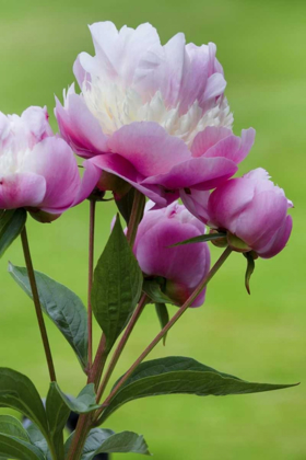 Picture of DETAIL OF PEONY FLOWERS