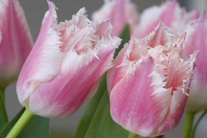 Picture of DETAIL OF PARROT TULIPS
