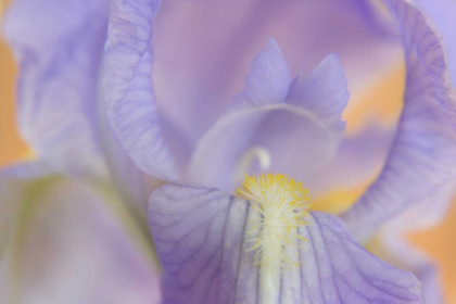 Picture of CLOSE-UP OF IRIS BLOSSOM