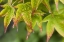 Picture of MAPLE LEAVES IN THE RAIN
