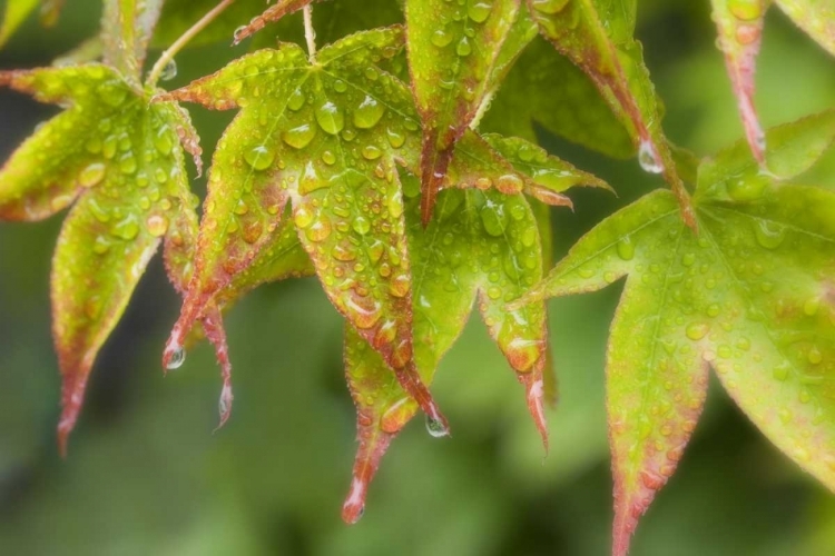 Picture of MAPLE LEAVES IN THE RAIN