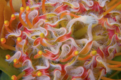 Picture of CLOSE-UP OF PROTEA FLOWER