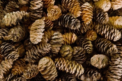 Picture of PILE OF FEMALE PINE CONES