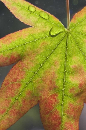 Picture of MAPLE LEAF WITH DEW ON IT