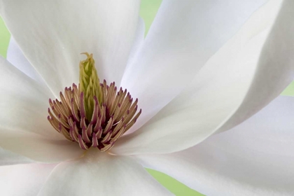 Picture of DETAIL OF MAGNOLIA FLOWER