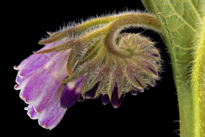 Picture of CLOSE-UP OF BORAGE BLOSSOM