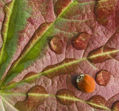 Picture of LADYBUG ON DEWY MAPLE LEAF