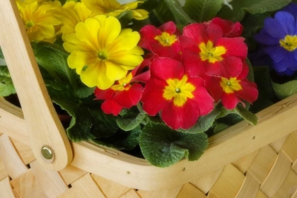 Picture of DETAIL OF BASKET OF FLOWERS