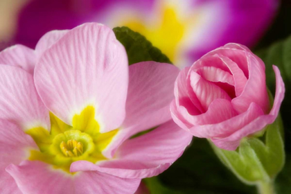 Picture of DETAIL OF PRIMROSE BLOSSOMS