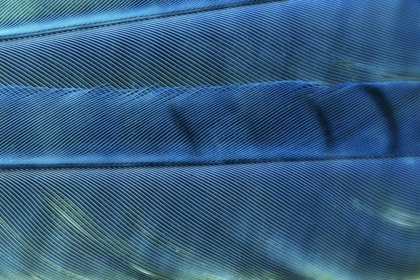 Picture of DETAIL OF BLUE JAY FEATHERS