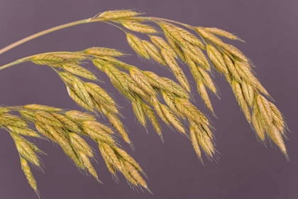 Picture of CLOSE-UP OF GRASS SEEDHEADS