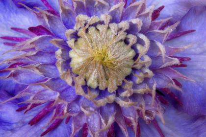 Picture of CLOSE-UP OF CLEMATIS BLOSSOM