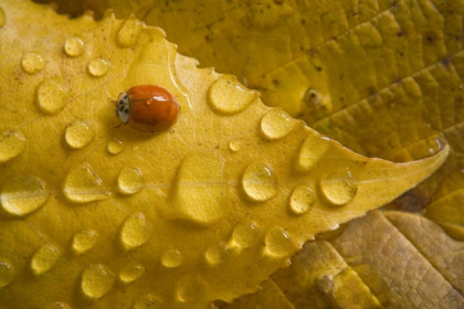 Picture of LADYBUG ON FALL-COLORED LEAF