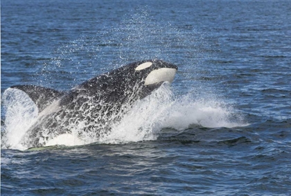 Picture of ALASKA ORCA WHALE BREACHING