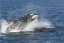 Picture of ALASKA ORCA WHALE BREACHING