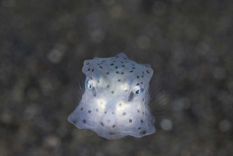 Picture of INDONESIA, SULAWESI ISLAND, JUVENILE BOXFISH