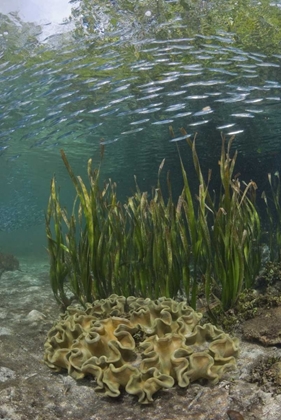 Picture of INDONESIA, PAPUA BAITFISH SWIMS ABOVE CORAL