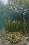 Picture of INDONESIA, PAPUA BAITFISH SWIMS ABOVE CORAL