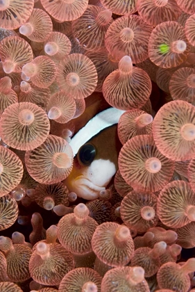 Picture of INDONESIA A CLARKS ANEMONEFISH PEEKING OUT