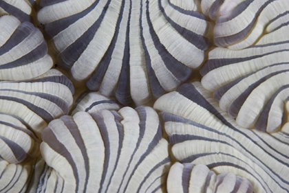 Picture of INDONESIA, LEMBEH STRAITS SEA ANEMONE MOUTH