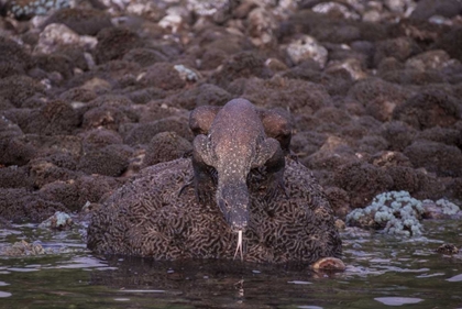 Picture of INDONESIA, KOMODO NP KOMODO DRAGON ON SHORE