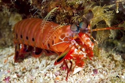 Picture of SHRIMP ON OCEAN FLOOR, IRIAN JAYA, INDONESIA