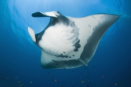 Picture of MANTA RAYS UNDERSIDE, IRIAN JAYA, INDONESIA