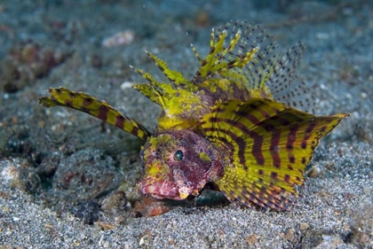 Picture of INDONESIA, LEMBEH STRAIT RED DWARF LIONFISH