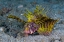 Picture of INDONESIA, LEMBEH STRAIT RED DWARF LIONFISH