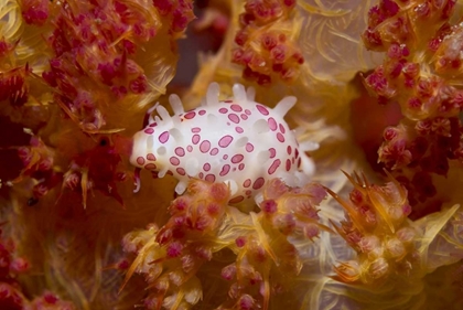 Picture of INDONESIA, NEW GUINEA ISLAND COWRY MOLLUSKS